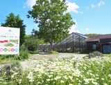 #0980.C1 Otaki Herb Garden: Basil (Grown in Chiba, Japan)
