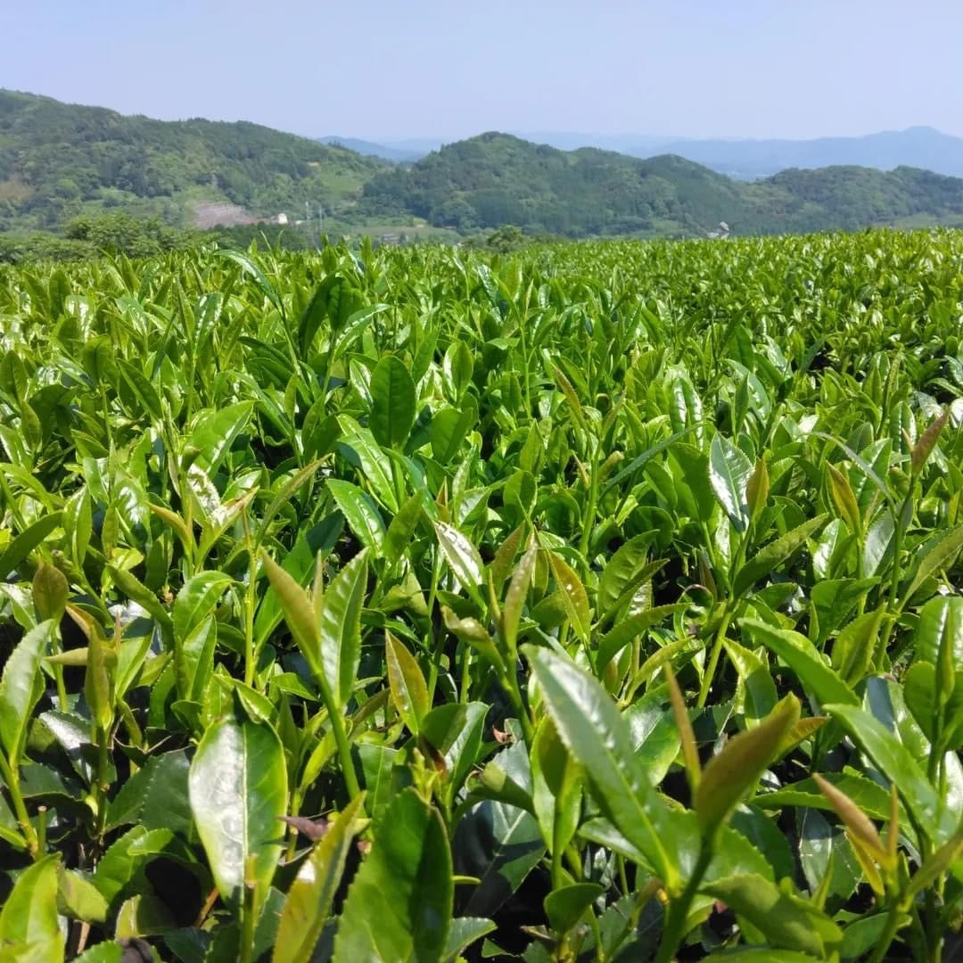 #0436.F2 球磨茶園 FK033 山育ち八女煎茶（無遮光） 単一品種 きらり31