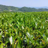 #0436.F2 球磨茶園 FK033 山育ち八女煎茶（無遮光） 単一品種 きらり31