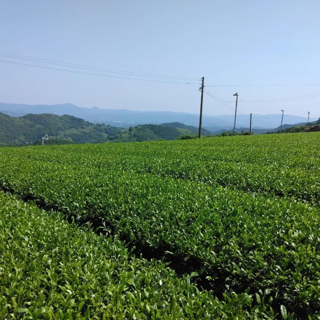 #0436.F2 球磨茶園 FK033 山育ち八女煎茶（無遮光） 単一品種 きらり31