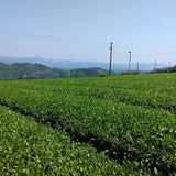 #0436.F2 球磨茶園 FK033 山育ち八女煎茶（無遮光） 単一品種 きらり31