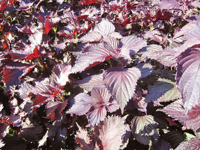 #0541.S4 Red Shiso Herbal Tea from Shimane (2g tea bags)