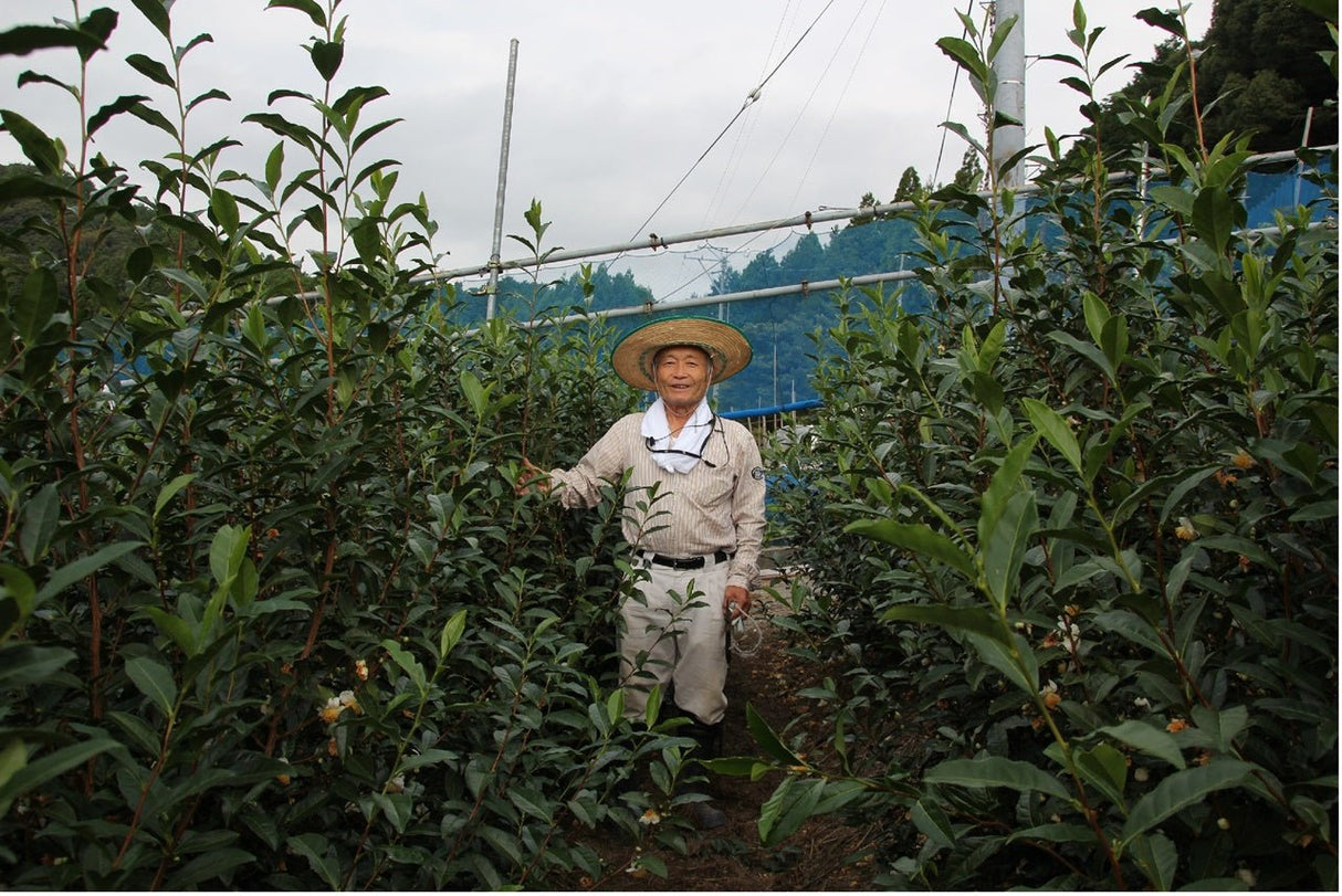 Kaneta Ota Tea Garden: Micro batch 2022 Sencha, Single Cultivar Yume Suruga - tokinari.live