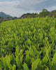 #0094.K6 Azuma Tea Garden: Kyoto Oolong Tea, Single Cultivar Asahi