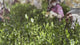 #0398.S5 Kanes Tea: 2026 Honzu No. 5 - Competition Grade Asamushi Sencha from Kawane, Shizuoka