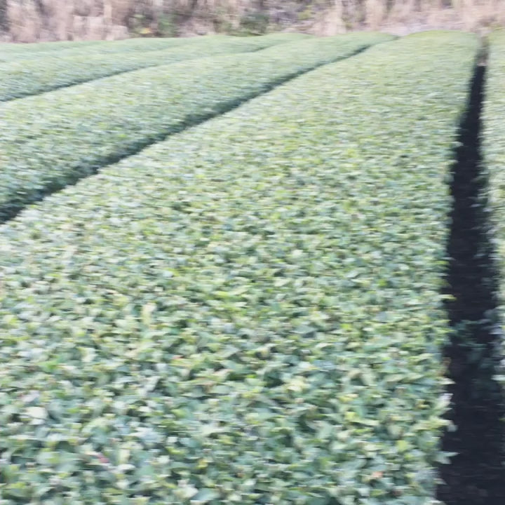 #0436.F2 球磨茶園 FK033 山育ち八女煎茶（無遮光） 単一品種 きらり31