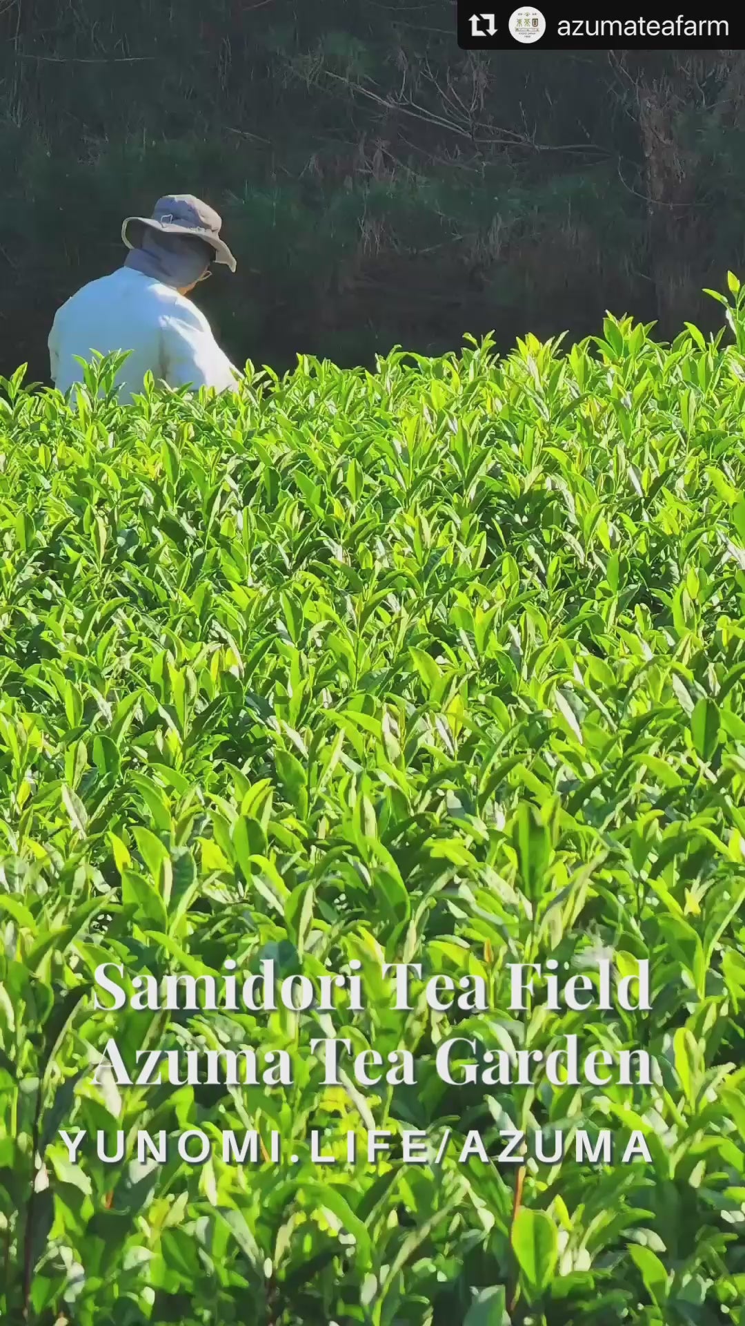 #0091.K6 Azuma Tea Garden: Japanese Black Tea Samidori Cultivar