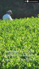 #0091.K6 Azuma Tea Garden: Japanese Black Tea Samidori Cultivar