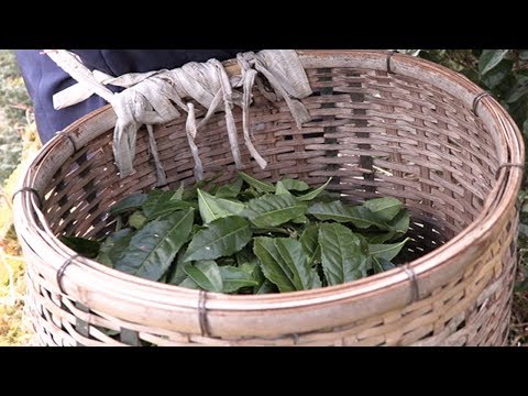 #0834 茶農家「石本アケミさん」が作った徳島県産 宍喰寒茶