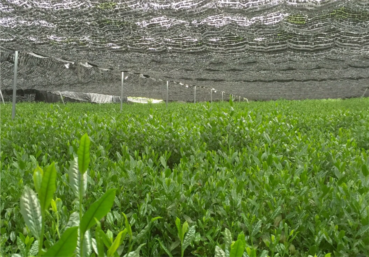 #0678.K6 Tsujiki: Limited Edition Competition Grade Imperial Ceremonial Grade Uji Matcha, Samidori Single Cultivar, by Master Kyoto Tea Farmer Tsuji Kiyoharu (20g) 辻喜の抹茶さみどり
