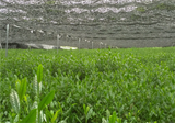 #0678.K6 Tsujiki: Limited Edition Competition Grade Imperial Ceremonial Grade Uji Matcha, Samidori Single Cultivar, by Master Kyoto Tea Farmer Tsuji Kiyoharu (20g) 辻喜の抹茶さみどり