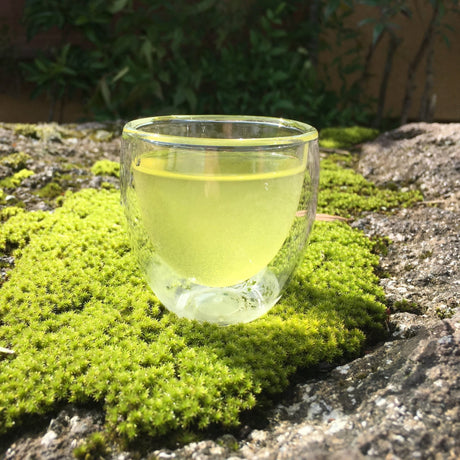 Ashigaracha Labo: Ogikubo Sencha Yabukita 2022 Micro-lot (Odawara, Kanagawa) - tokinari.live