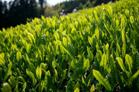 Ayumi Farms (Cyittorattu): 2022 Handpicked Shizuoka Sencha (Ultra Micro Lot, Limited Edition) 手と手で紡ぐ「手摘み煎茶」 30g - tokinari.live