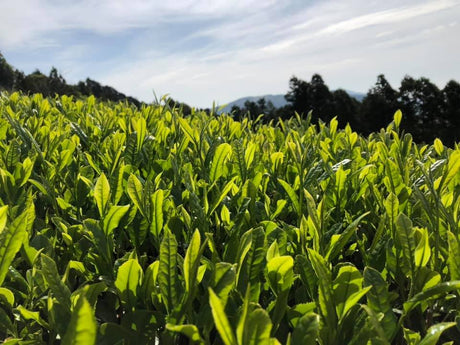 Ayumi Farms (Cyittorattu): 2022 Kukicha - Spring Leaf Stem Green Tea - tokinari.live