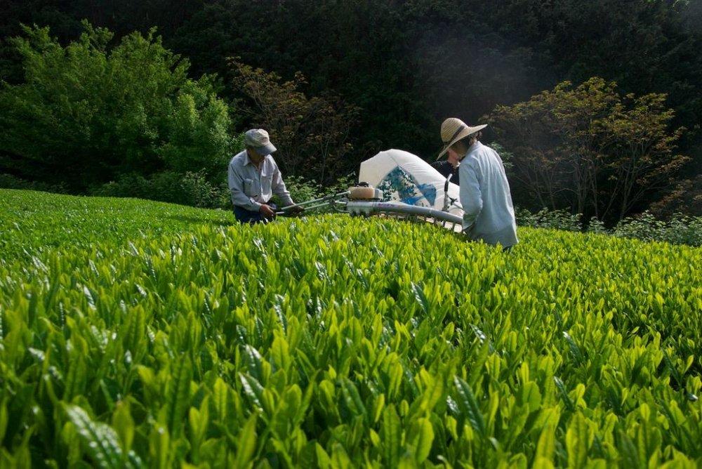 Ayumi Farms (Cyittorattu): 2022 Sencha that Laughs with the Mountains 山と笑う煎茶 - tokinari.live