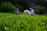 Ayumi Farms (Cyittorattu): 2022 Sencha that Laughs with the Mountains 山と笑う煎茶 - tokinari.live