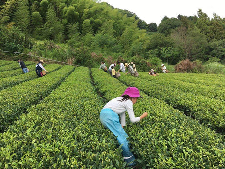 Ayumi Farms (Cyittorattu): Handpicked Wakocha (Japanese black tea, 40g bag) - tokinari.live
