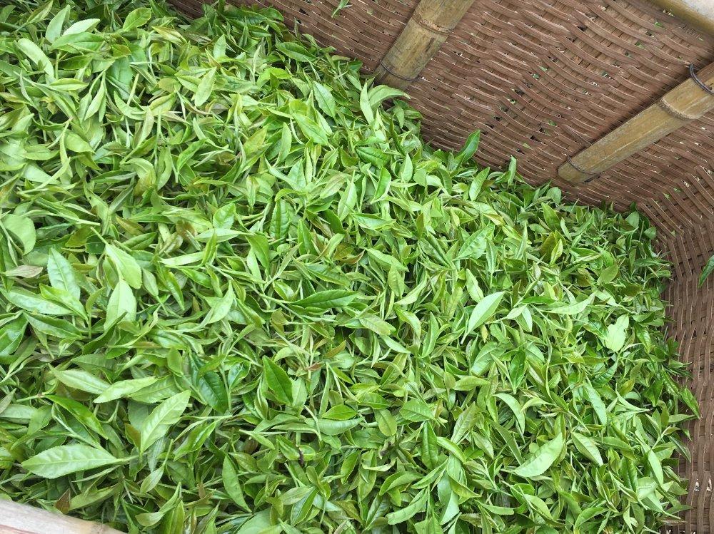 Ayumi Farms (Cyittorattu): Handpicked Wakocha (Japanese black tea, 40g bag) - tokinari.live