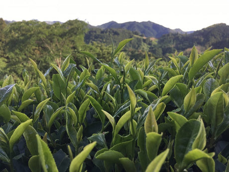 Ayumi Farms (Cyittorattu): Wha-ha-ha Three Year Bancha - tokinari.live