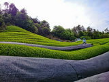 Azuma Tea Garden: Matcha Cultivar Series Kanaya Midori, Standard Ceremonial Grade - tokinari.live