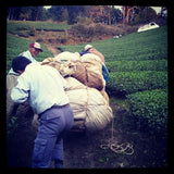 Azuma Tea Garden: Matcha Cultivar Series Kanaya Midori, Standard Ceremonial Grade - tokinari.live