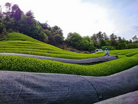 Azuma Tea Garden: Roasted Tencha Hojicha Powder - tokinari.live