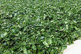 Bizenya: #02 Kohaku Platinum 21g - Sayama Green Oolong Tea 琥珀 手摘み - tokinari.live