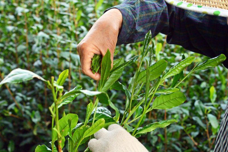 Bizenya: #03 Fukimukashi Blend - 2022 Imperial Handpicked Sayama Sencha 最高級手摘み煎茶 富貴昔 - tokinari.live