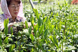 Bizenya: #07 Shimizu Mukashi Blend - Handpicked Sayama Ichoucha Sencha 手摘み萎凋香煎茶 清水昔 - tokinari.live