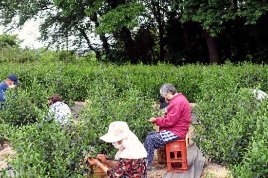 Bizenya: #09 Kohaku Platinum 21g - Okumusashi Single Cultivar Green Oolong Tea 琥珀 おくむさし - tokinari.live