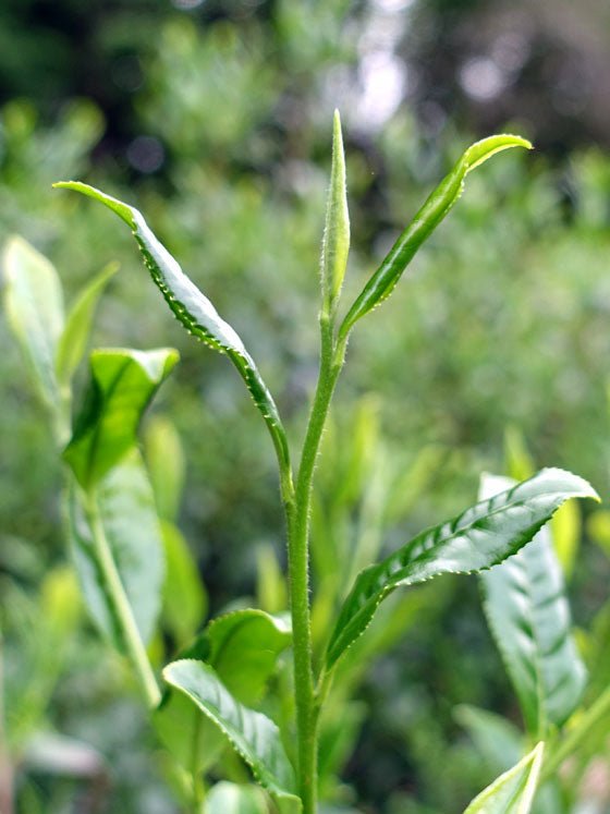 Bizenya: #09 Kohaku Platinum 21g - Okumusashi Single Cultivar Green Oolong Tea 琥珀 おくむさし - tokinari.live