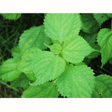 Chasandai: Ume Shiso Bancha (Plum & Perilla Green Tea Bags (5g x 8) - tokinari.live