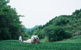 Chiyonoen Tea Garden #01: 2022 Mountain-Grown Single Cultivar Sencha, Saemidori さえみどり - tokinari.live