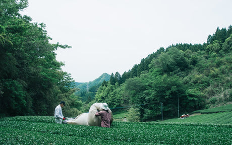Chiyonoen Tea Garden #01: 2022 Mountain-Grown Single Cultivar Sencha, Saemidori さえみどり - tokinari.live