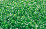 Chiyonoen Tea Garden #09: 2022 Mountain-Grown Yame Sencha, Yamakiri 特上煎茶「山霧」 - tokinari.live