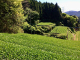 Chiyonoen Tea Garden #10: 2022 Mountain-Grown Yame Sencha, Yabukita 1955 - tokinari.live