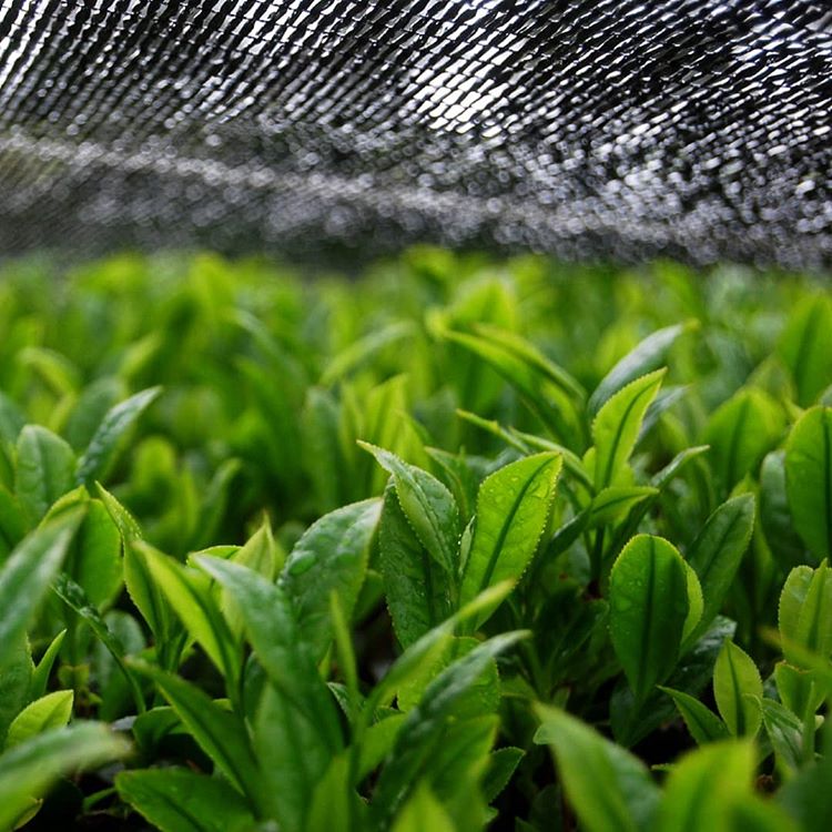 Hachimanjyu Yakushima Tea: 2022 Premium Spring Sencha Green Tea (Yabukita & Asatsuyu, Limited Quantity) 屋久島茶 有機緑茶 - tokinari.live