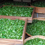 Hachimanjyu Yakushima Tea: 2022 Premium Spring Sencha Green Tea (Yabukita & Asatsuyu, Limited Quantity) 屋久島茶 有機緑茶 - tokinari.live