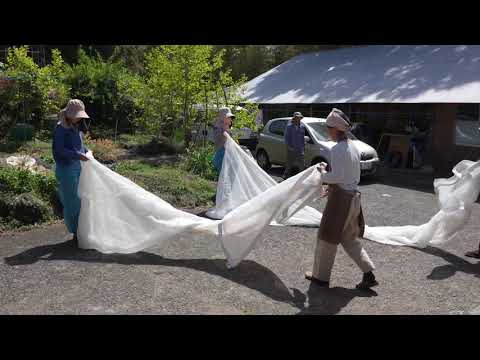 #0486.M3 Miyazaki Sabou MY06: 2026 Organic Kamairicha Green Tea - Premium 有機釜炒り茶【上級】