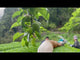 #0350.K5 Kajihara Tea Garden: #01 Densho Premium, Kamairicha Green Tea from Kumamoto 伝承プレミアム 釜炒り茶