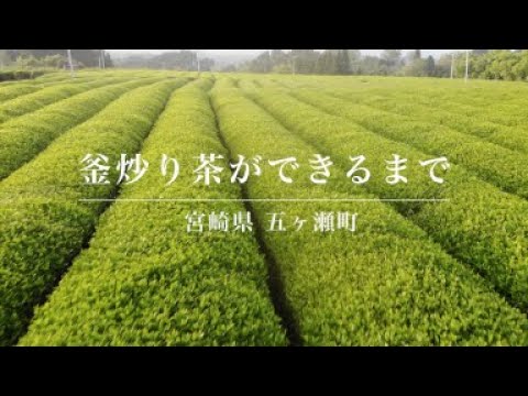 #0487.M3 Miyazaki Sabou: 2026 Organic Kamairicha Green Tea - Standard 有機釜炒り茶【中級】