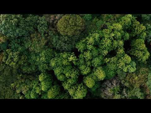 武雄茶園 #0935.M1 武雄茶園：極上ほうじ茶パウダー（自然栽培）