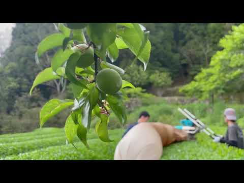 #0353.K5 かじはら茶園 #04 自家製レモングラスと釜炒り茶のハーブティー