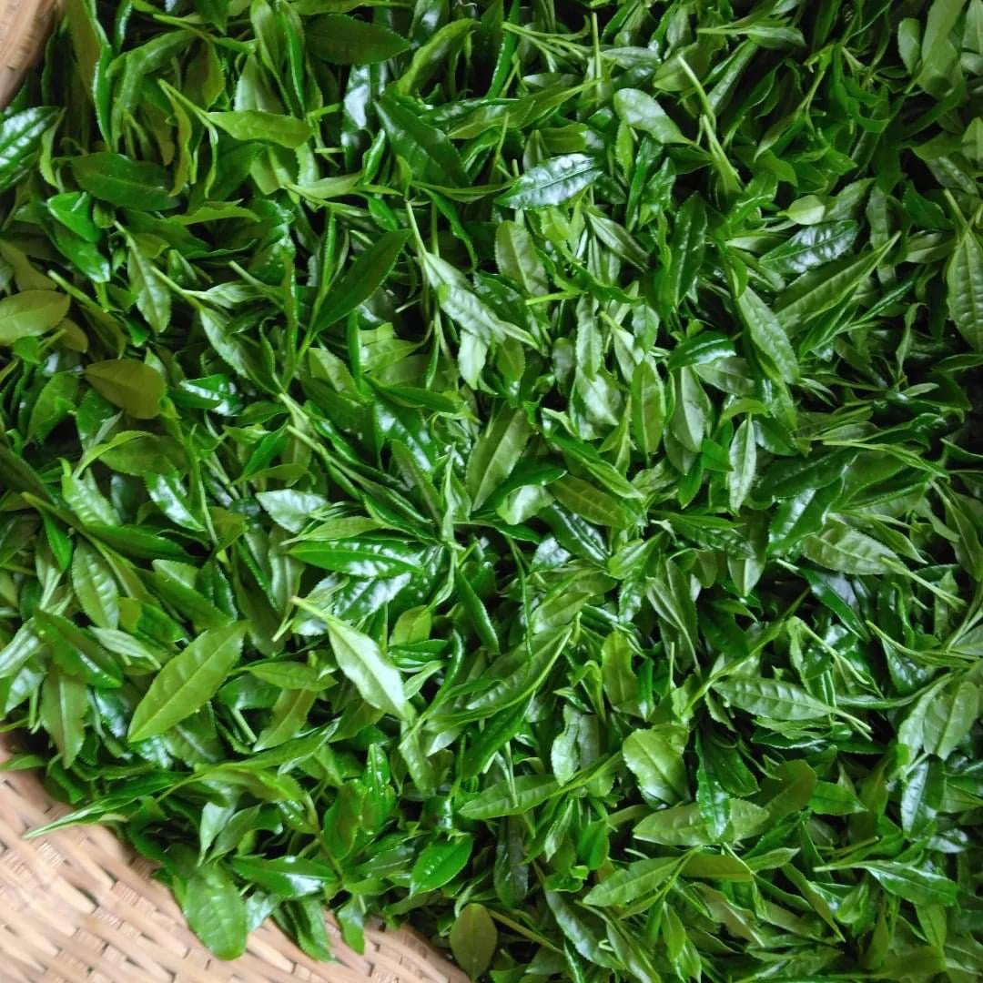 Teal leaf hand picking Kuma Tea Garden: Yamecha Saemidori Heritage Grade Gyokuro Tenkaichi - 71st All Japan Tea Competition Grand Prize Winning Garden - tokinari.live 