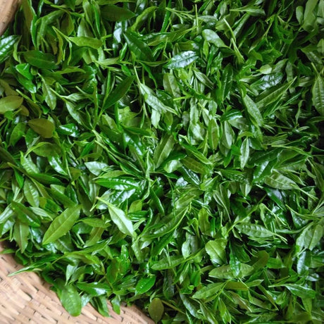 Teal leaf hand picking Kuma Tea Garden: Yamecha Saemidori Heritage Grade Gyokuro Tenkaichi - 71st All Japan Tea Competition Grand Prize Winning Garden - tokinari.live 