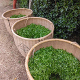 Teal leaf hand picking Kuma Tea Garden: Yamecha Saemidori Heritage Grade Gyokuro Tenkaichi - 71st All Japan Tea Competition Grand Prize Winning Garden - tokinari.live 