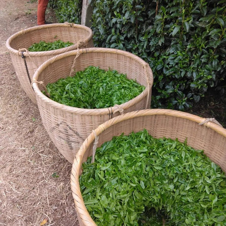 Teal leaf hand picking Kuma Tea Garden: Yamecha Saemidori Heritage Grade Gyokuro Tenkaichi - 71st All Japan Tea Competition Grand Prize Winning Garden - tokinari.live 