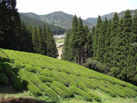 Kajihara Tea Garden: #01 2022 Densho Premium, Kamairicha Green Tea from Kumamoto 伝承プレミアム 釜炒り茶 - tokinari.live