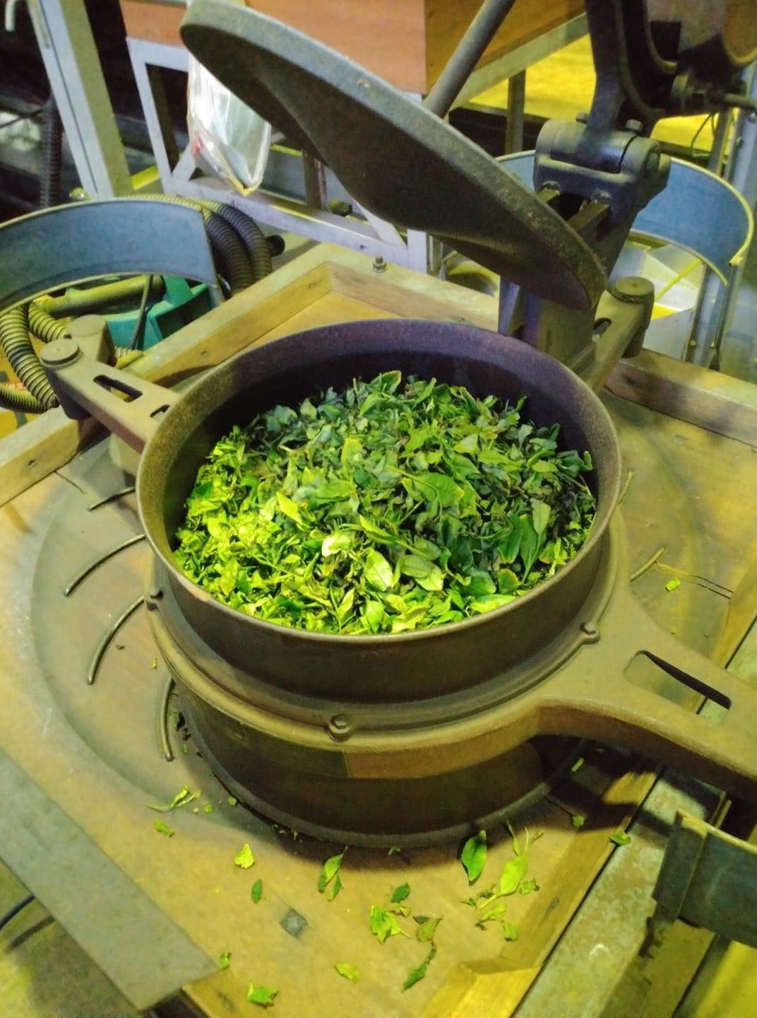 Kanes Tea: 2022 First Flush Black Tea Wakocha, Makinohara-wase Single Cultivar - tokinari.live