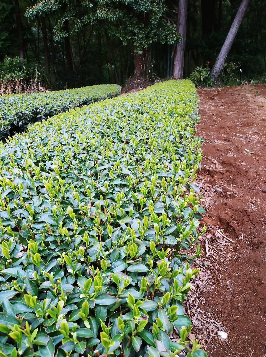 Kanes Tea: 2022 First Flush Black Tea Wakocha, Makinohara-wase Single Cultivar - tokinari.live